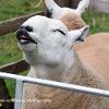 Laughing Ewe   Limited Print of 5 Mount Sizes 20x16 16x12 A4