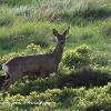 Dufton Deer.   Limited Print of 5.  Mount Sizes 20 x 16, 16x 12 and A4