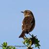 Stonechat.   Limited Print of 5.  Mount Sizes 16x 12 and A4