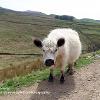 White Galloway.  Limited Print of 5.  Mount Sizes 20 x 16, 16x 12 and A4