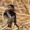 Young Stonechat.   Limited Print of 5.  Mount Sizes 16x 12 and A4