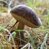 Birch Brown Bolete	Limited Print of 5 16x12 20x16