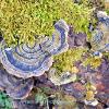 Blue Turkey Tails	Limited Print of 5 16x12 20x16