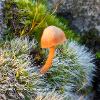 Bonnet in Dry Rock Moss	Limited Print of 5 16x12 20x16