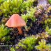 Bonnet in Moss	Limited Print of 5 16x12 20x16