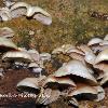 Branching Oysters	Limited Print of 5 20 x 12