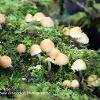 Brittlestem in Moss	Limited Print of 5 16x12 20x16