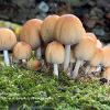 Coprinellus Micaceus	Limited Print of 5 16x12 20x16