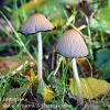 Coprinellus Impatiens	Limited Print of 5 16x12 20x16