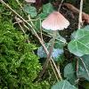 Coprinellus in Ivy	Limited Print of 5 16x12 20x16