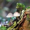 Coprinopsis	Limited Print of 5 16x12 20x16
