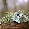 Cup Lichen	Limited Print of 5 16x12 20x16