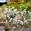 Cup Lichen in Moss	Limited Print of 5 16x12 20x16