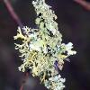 December Lichen 1	Limited Print of 5 16x12 20x16
