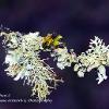 December Lichen 1	Limited Print of 5 16x12 20x16