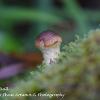 Dusky Puffball	Limited Print of 5 16x12 20x16
