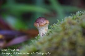 puffball