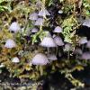 Fairy Inkcaps	Limited Print of 5 16x12 20x16