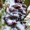 Frozen Wood Ears	Limited Print of 5 16x12 20x16