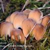 Glistening Ink Cap	Limited Print of 5 16x12 20x16
