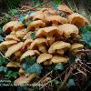 Honey Mushrooms	Limited Print of 5 16x12 20x16