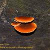 Jack O Lantern Trio	Limited Print of 5 16x12 20x16