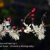 Lichen Moss and Berries 2	Limited Print of 5 16x12 20x16