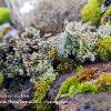 Moss, Cups and Lichen	Limited Print of 5 16x12 20x16