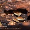 Mushroom in the Hole	Limited Print of 5 16x12 20x16