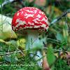 New Agaric	Limited Print of 5 16x12 20x16