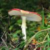 Nibbled Agaric	Limited Print of 5 16x12 20x16
