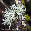 Oakmoss	Limited Print of 5 16x12 20x16
