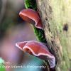 Pair of Jelly Ears	Limited Print of 5 16x12 20x16