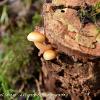 Psilocybe	Limited Print of 5 16x12 20x16
