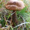 Rough Stem Bolete	Limited Print of 5 16x12 20x16