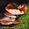 Rustgills	Limited Print of 5 16x12 20x16