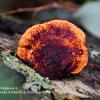 Rusty Gilled Polypore 1	Limited Print of 5 16x12 20x16