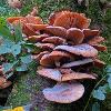 Saffron Milkcap Cluster	Limited Print of 5 16x12 20x16