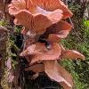 Saffron Milkcap Stack	Limited Print of 5 16x12 20x16