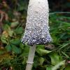 Shaggy Mane	Limited Print of 5 16x12 20x16