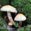 Shaggy Scalycap Trio	Limited Print of 5 16x12 20x16