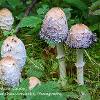 Shaggy Inkcap Cluster	Limited Print of 5 16x12 20x16