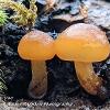 Slimy Cap Duo	Limited Print of 5 16x12 20x16