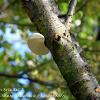 Small Birch Bracket 2	Limited Print of 5 16x12 20x16