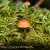 Sole Psilocybe	Limited Print of 5 16x12 20x16