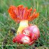 Splendid Waxcap	Limited Print of 5 16x12 20x16