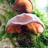 Sunlit Jellies	Limited Print of 5 16x12 20x16