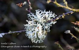 lichen