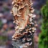 Turkey Tail Cluster	Limited Print of 5 16x12 20x16