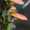 Velvet Shanks in Moss 1	  Limited Print of 5 16x12 20x16
